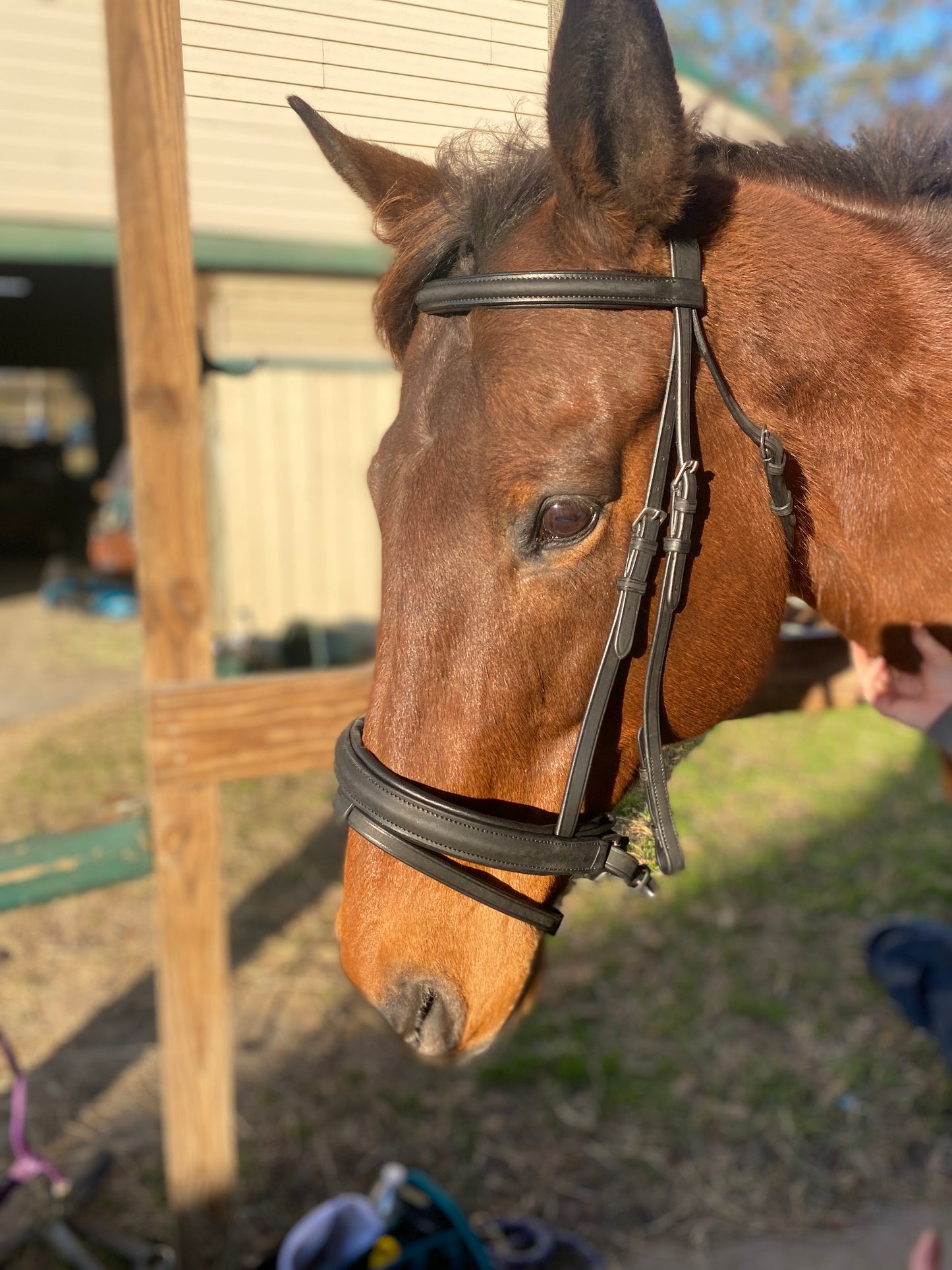 Black Snaffle Dressage Bridle with Flash and Reins