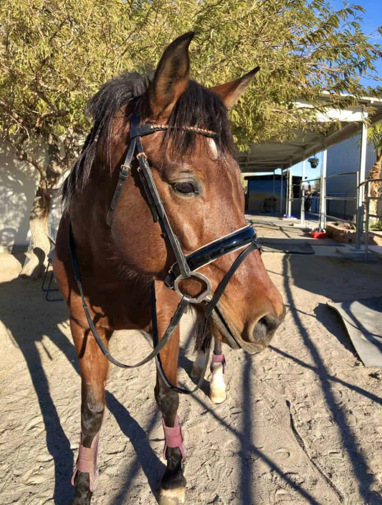 Rose Gold Dressage Bridle