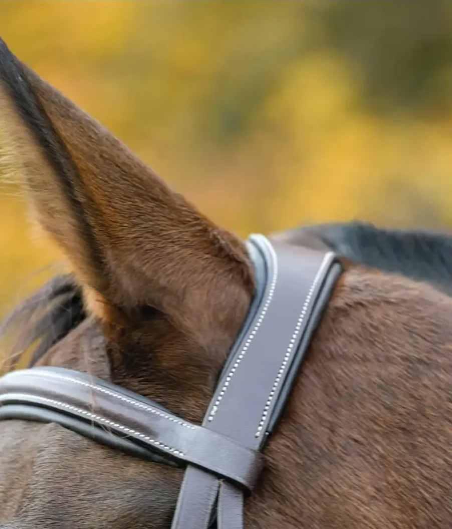 Avignon Ocala Bridle