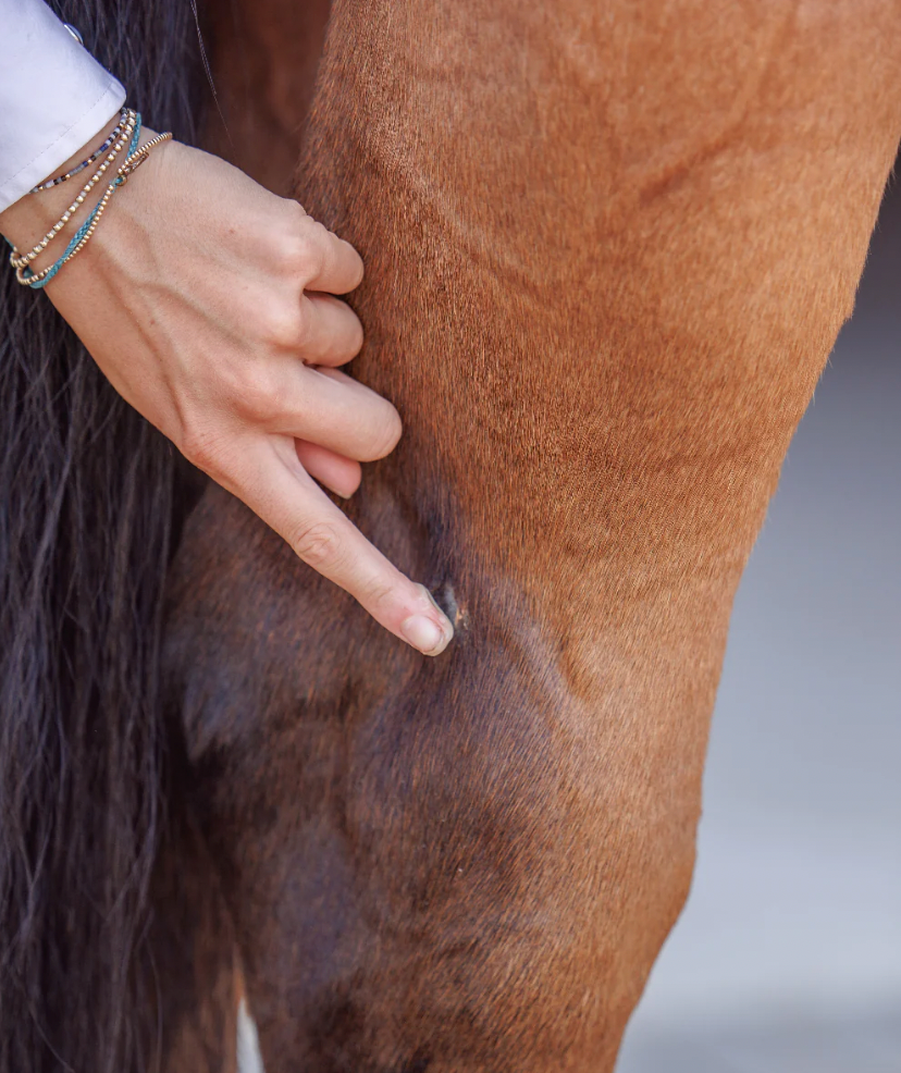 Purvida Barrier Balm