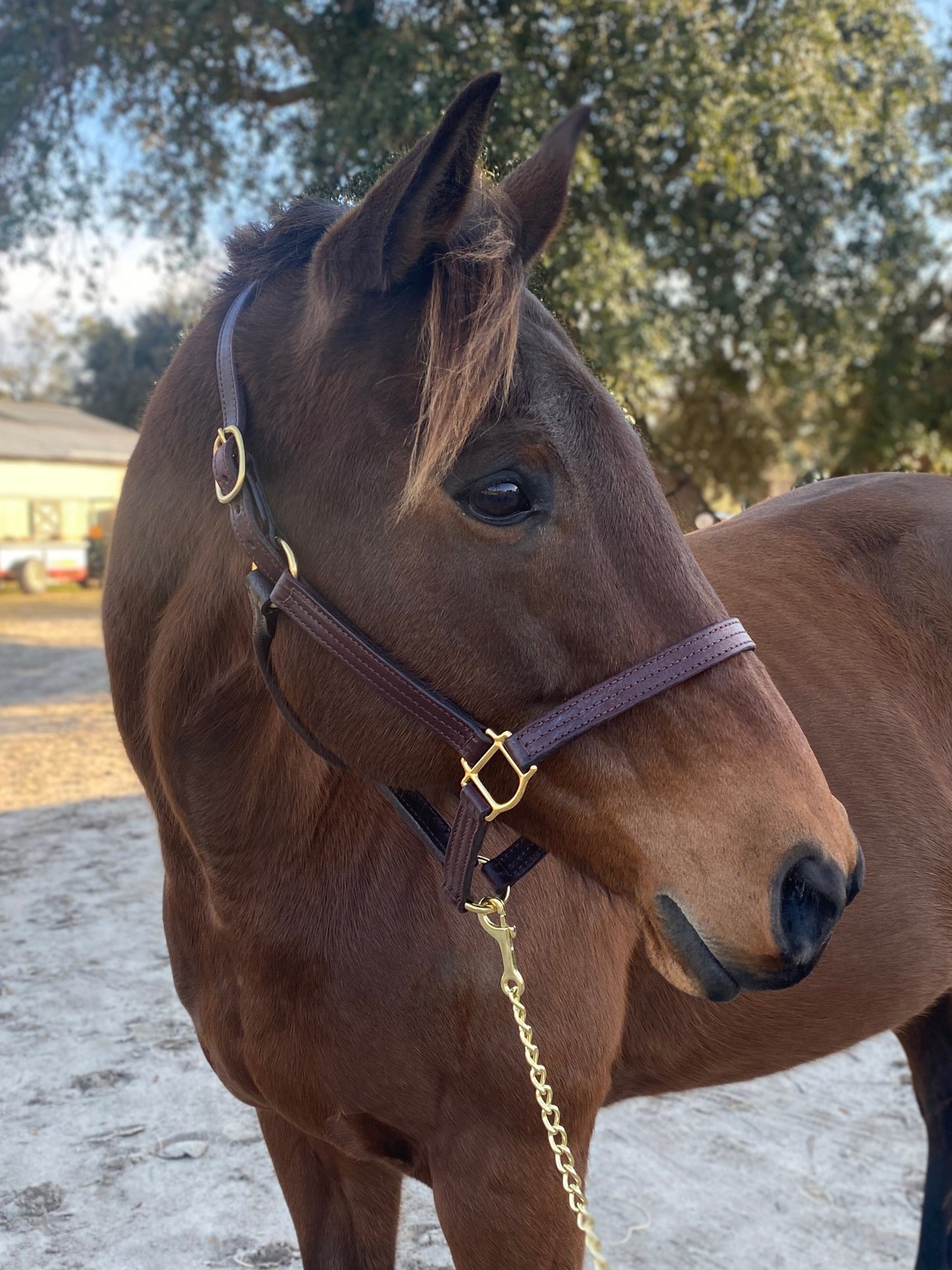 Leather Halter - Triple Stitch