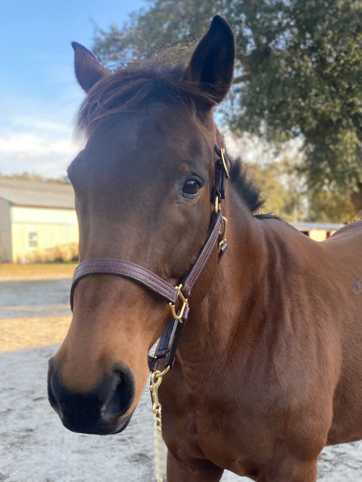 Leather Halter - Triple Stitch