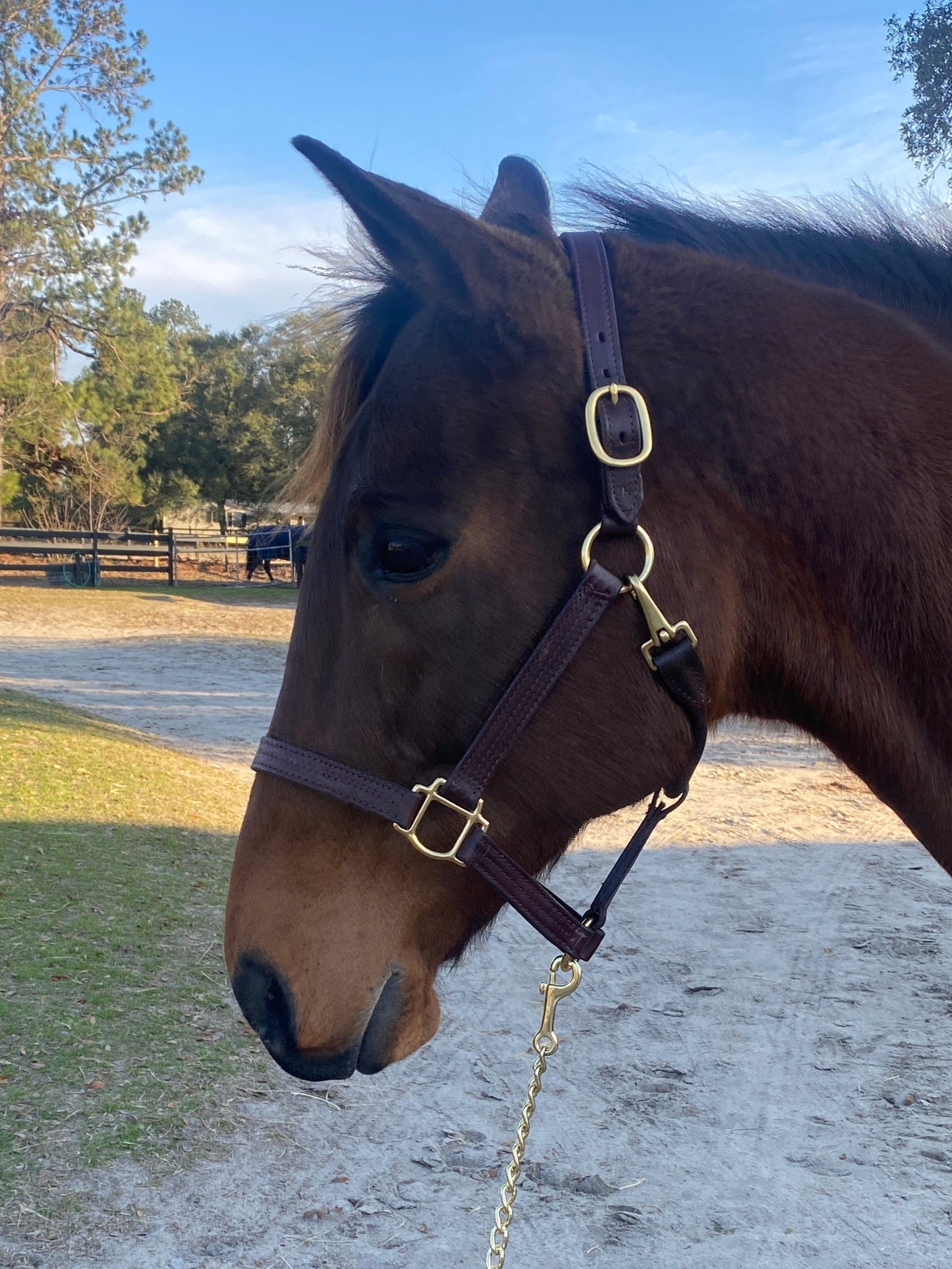 Leather Halter - Triple Stitch