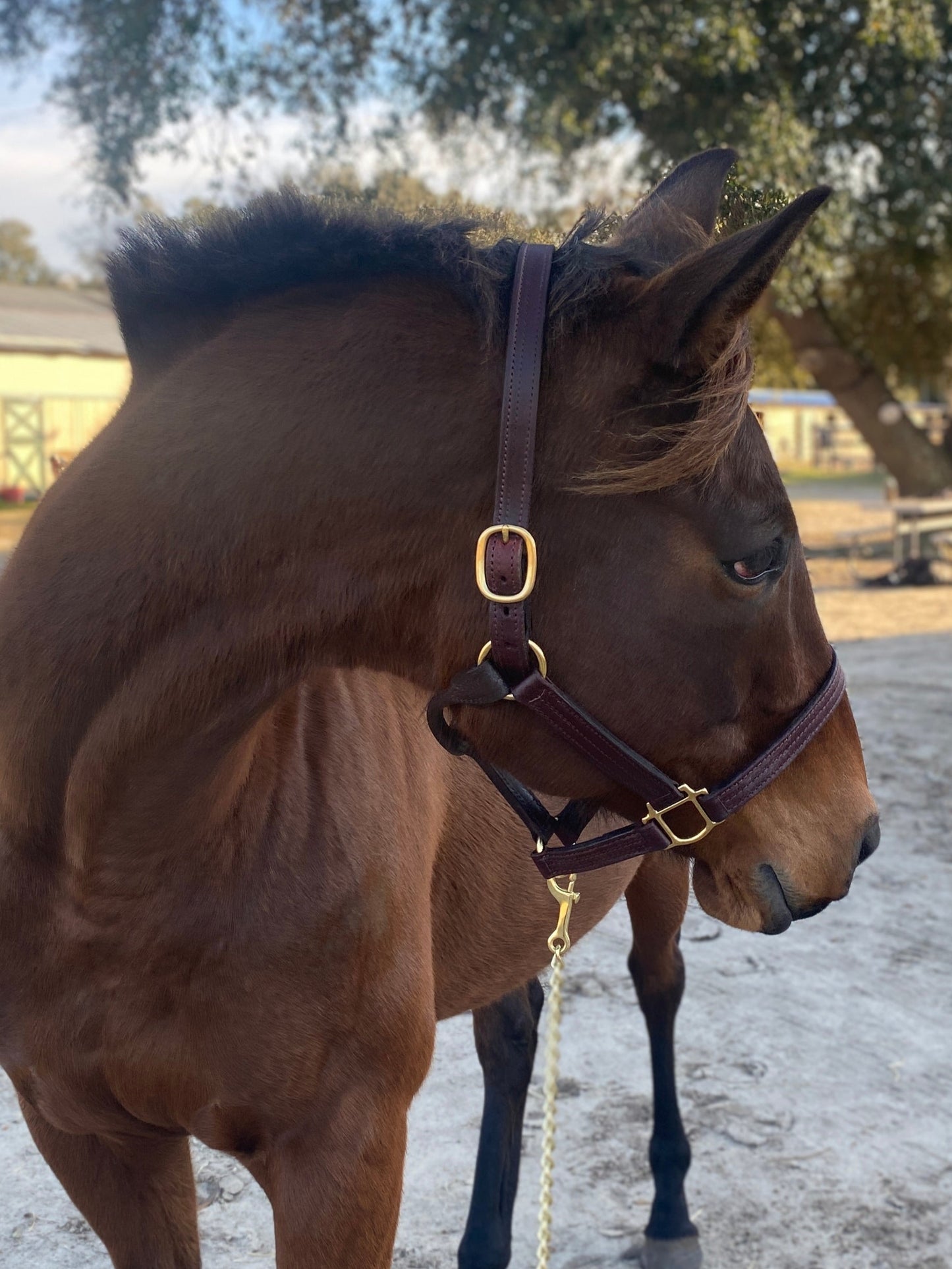 Leather Halter - Triple Stitch