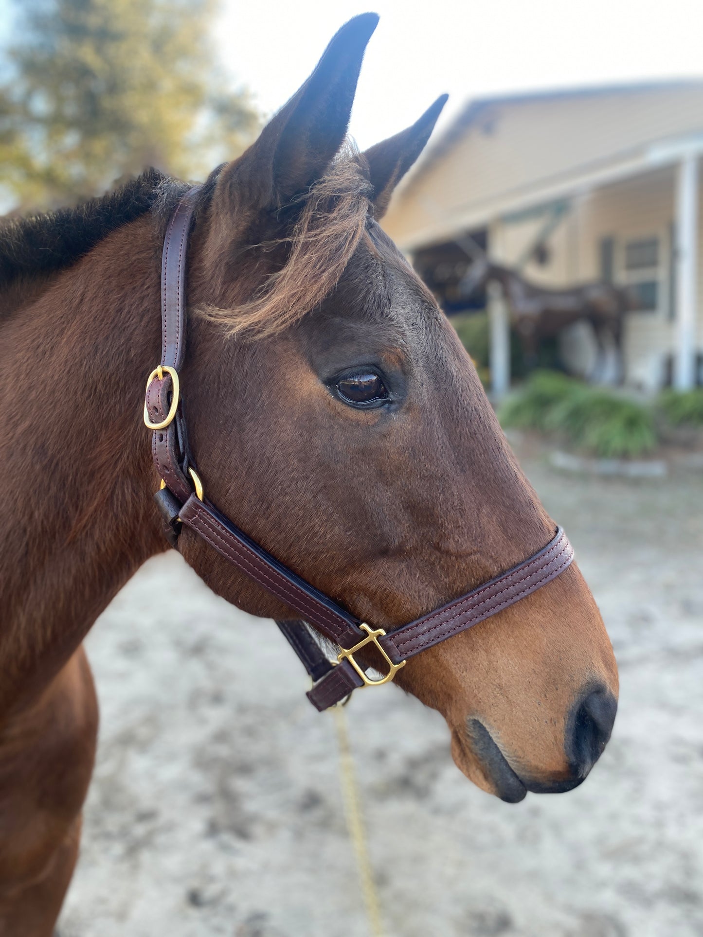 Leather Halter - Triple Stitch