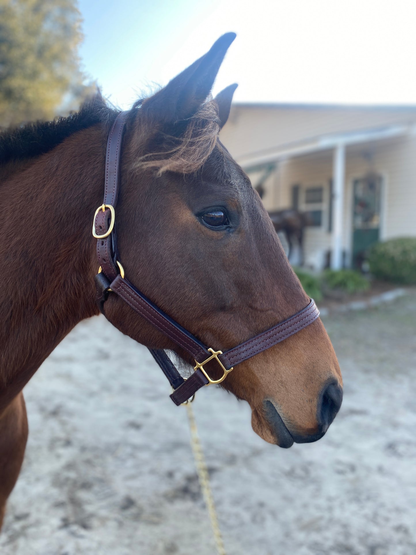 Leather Halter - Triple Stitch