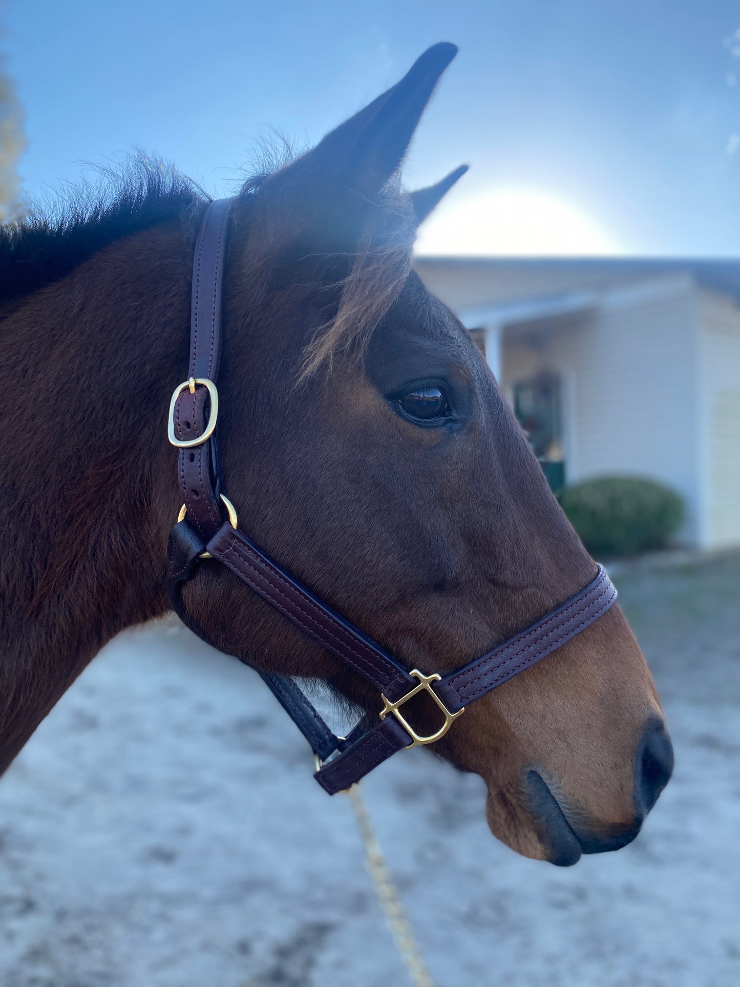 Leather Halter - Triple Stitch