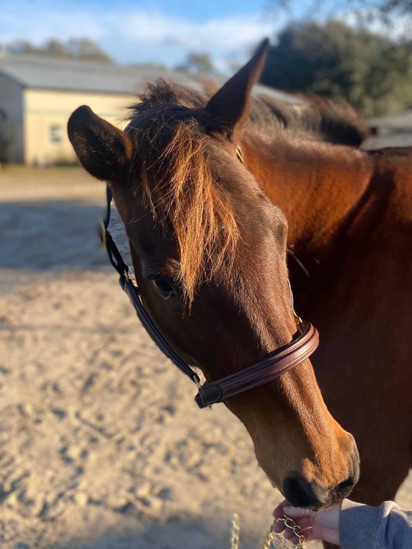 Padded Leather Halter - Two Tone