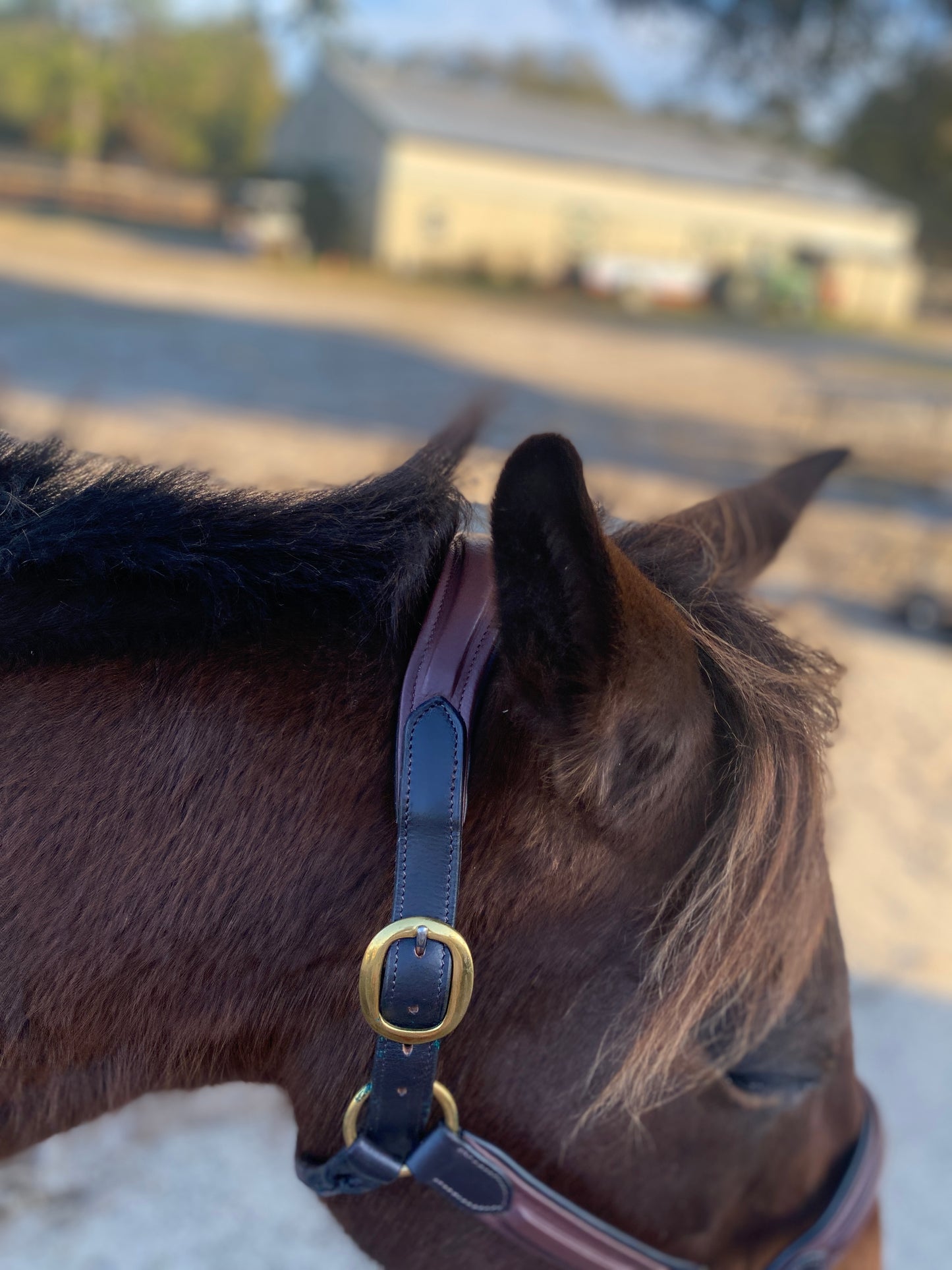 Padded Leather Halter - Two Tone