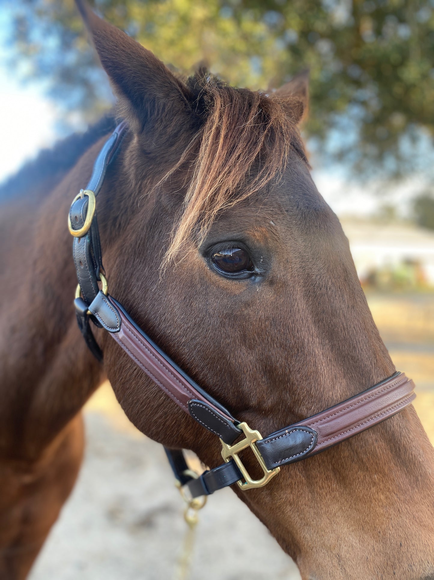 Padded Leather Halter - Two Tone