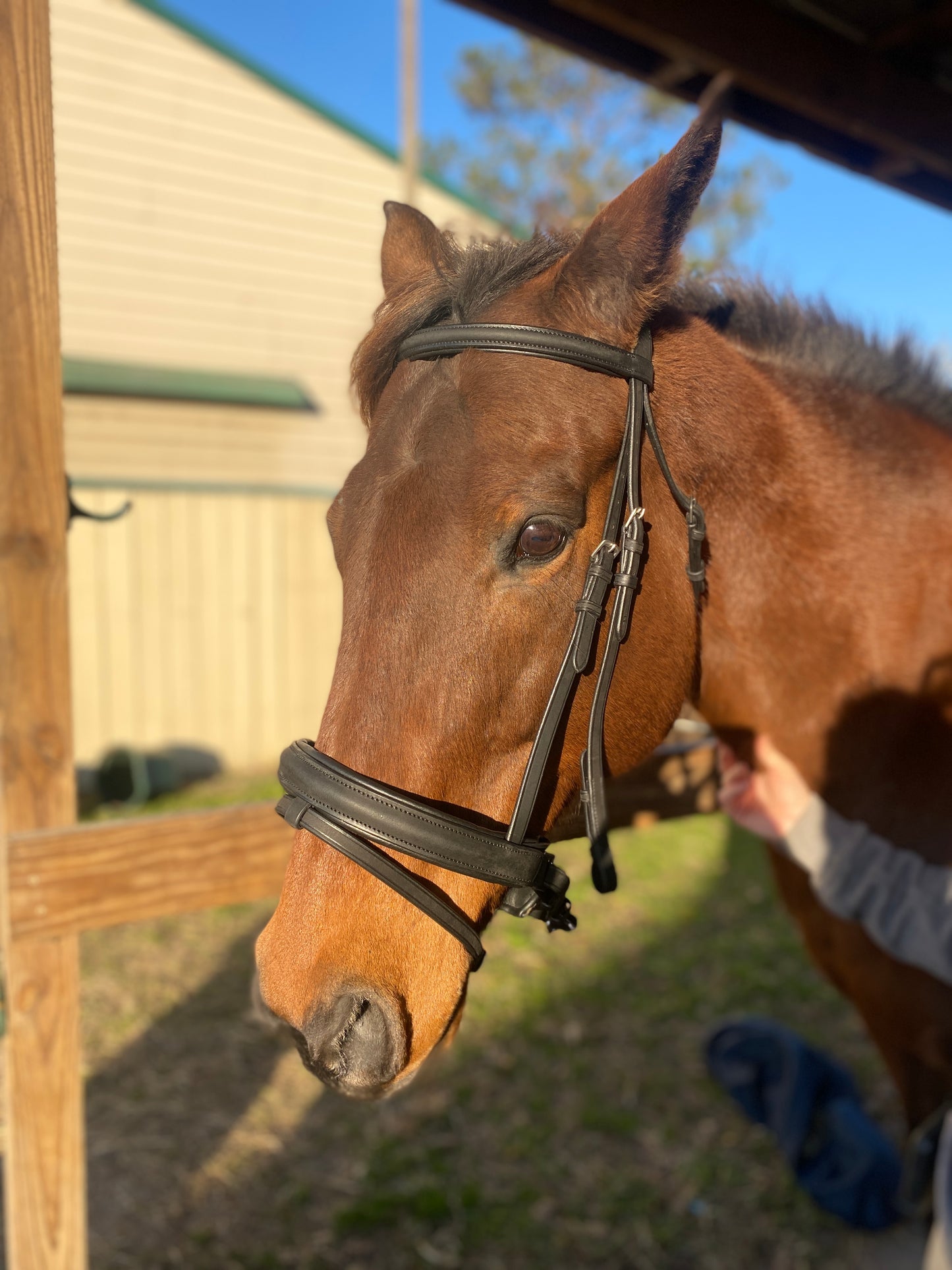 Black Snaffle Dressage Bridle with Flash