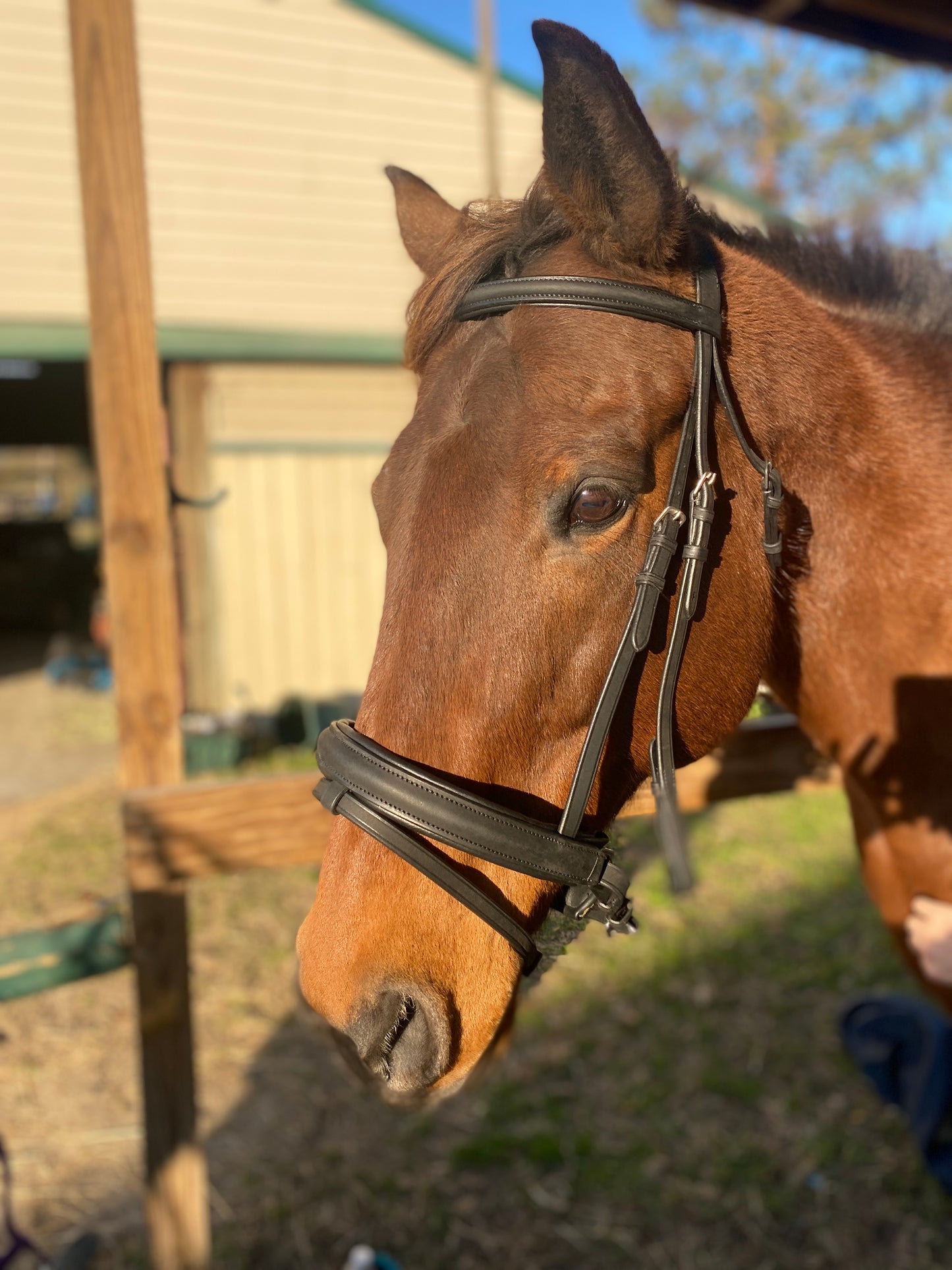 Black Snaffle Dressage Bridle with Flash