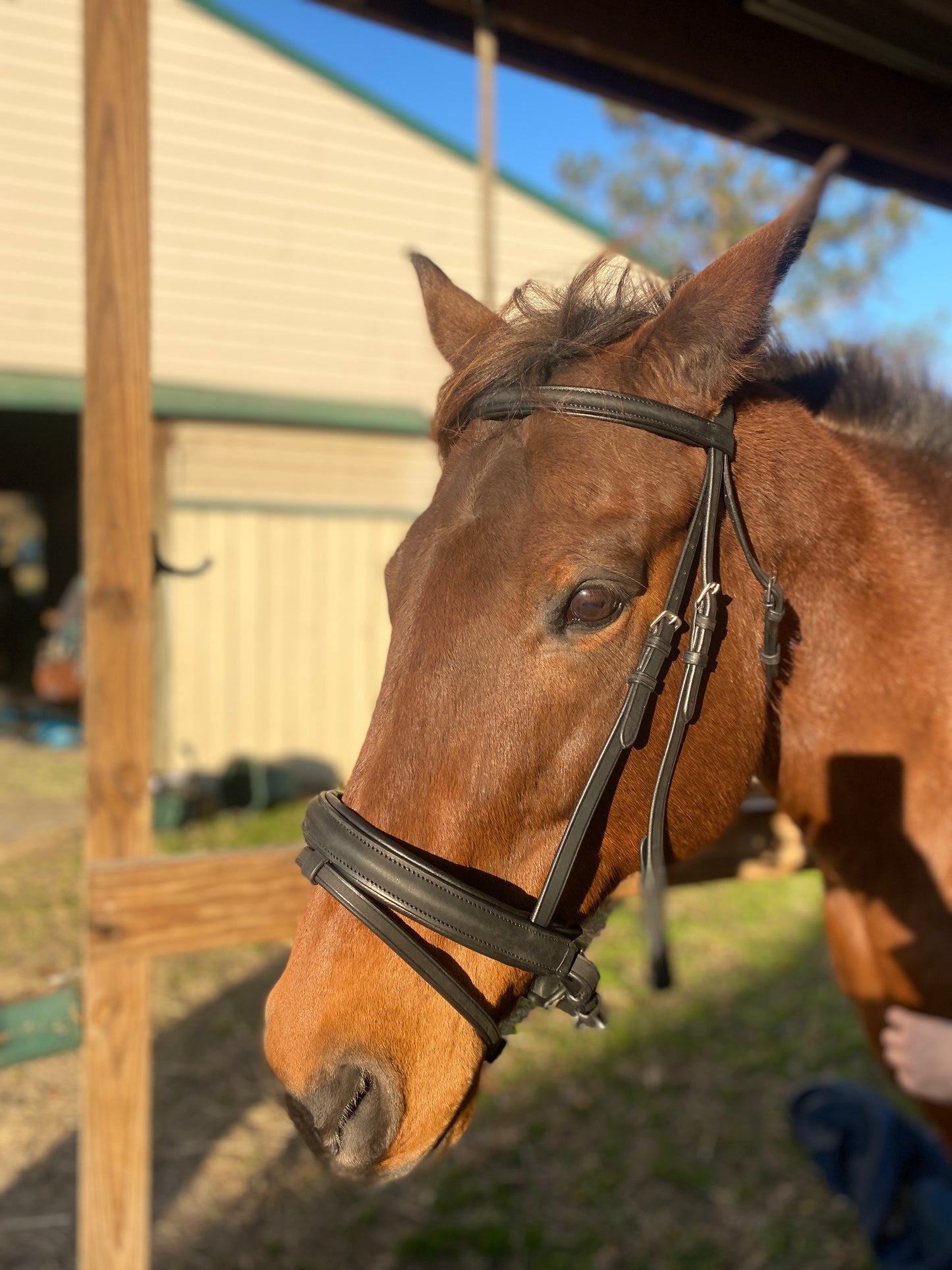 Black Snaffle Dressage Bridle with Flash