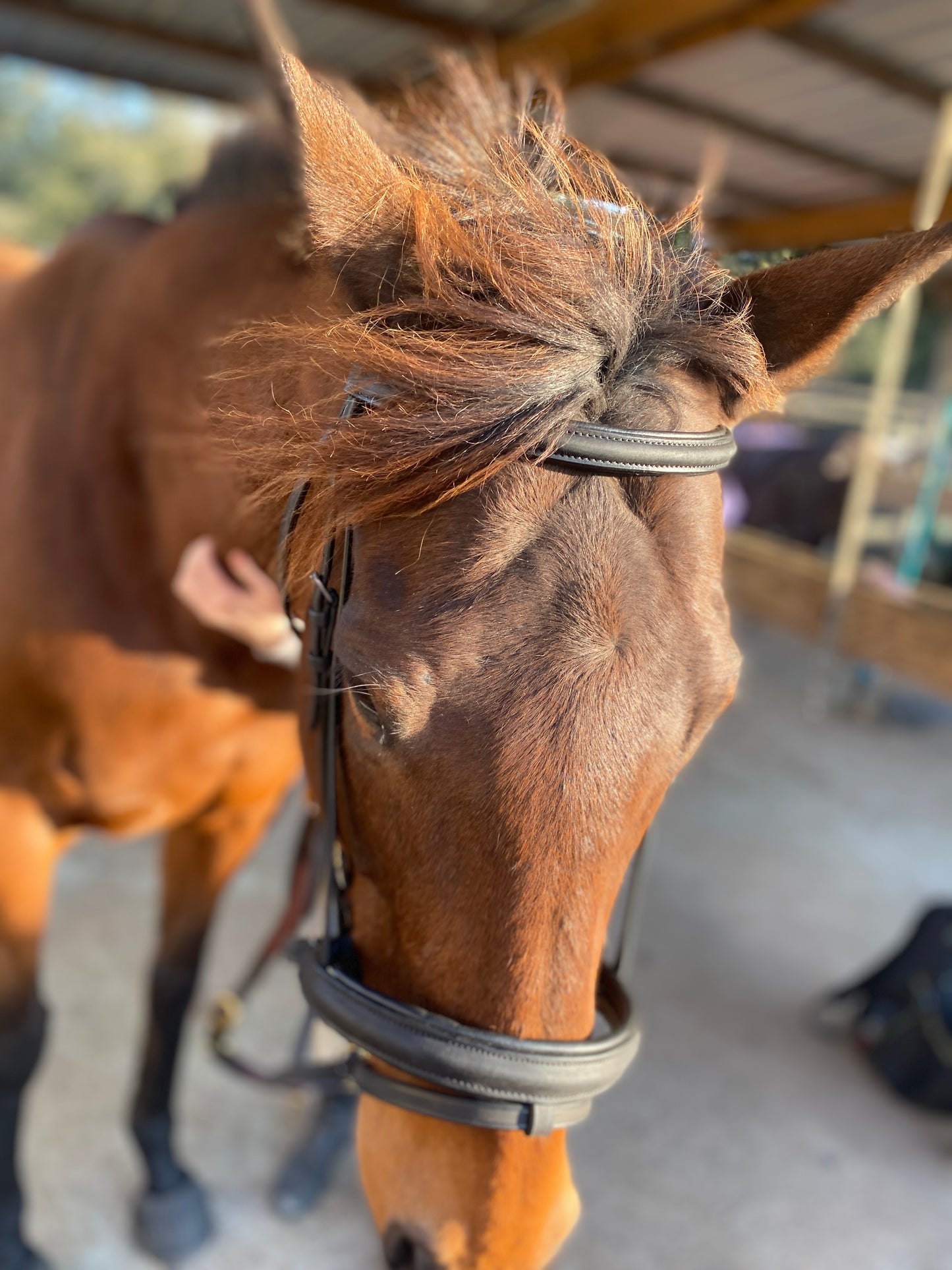 Black Snaffle Dressage Bridle with Flash