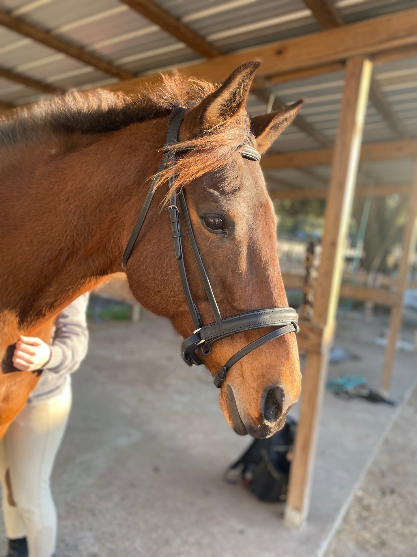 Black Snaffle Dressage Bridle with Flash