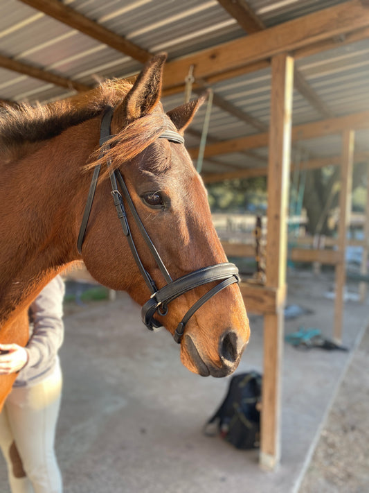 Black Snaffle Dressage Bridle with Flash