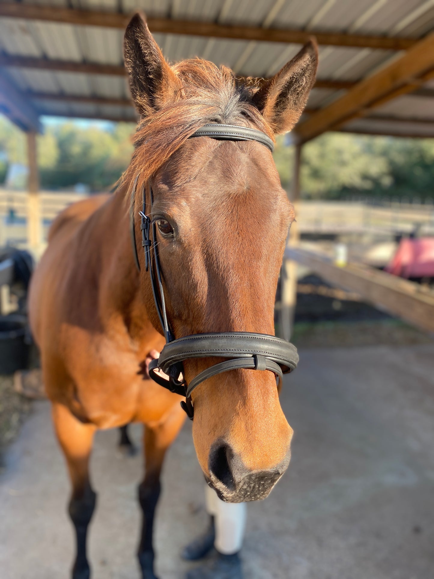 Black Snaffle Dressage Bridle with Flash