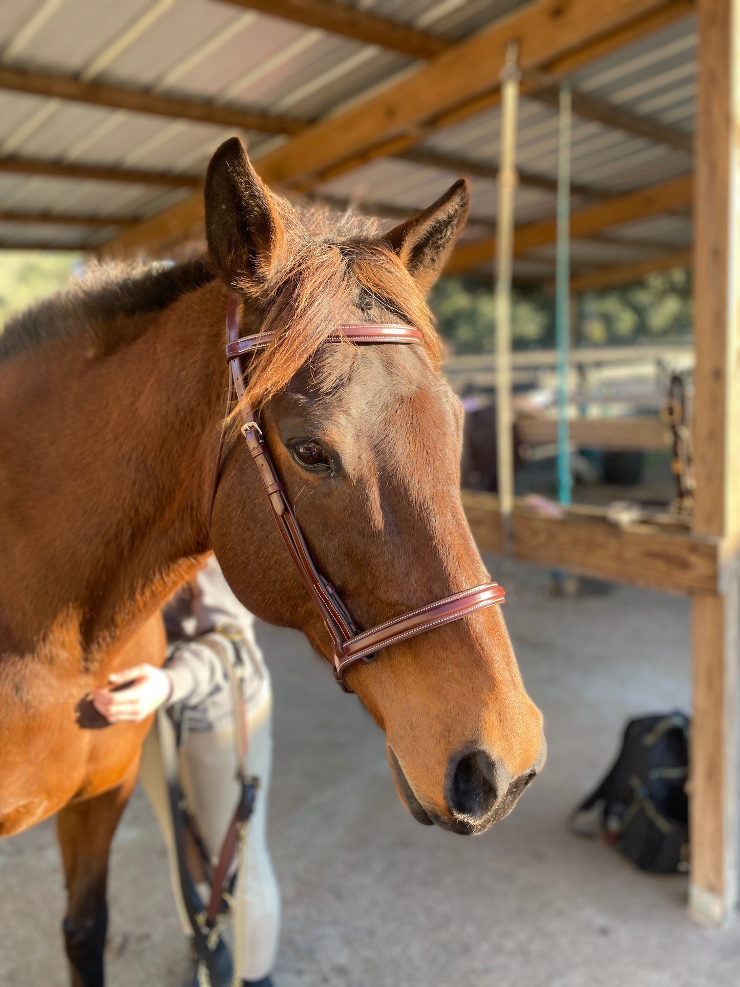 Italian Leather Snaffle Bridle