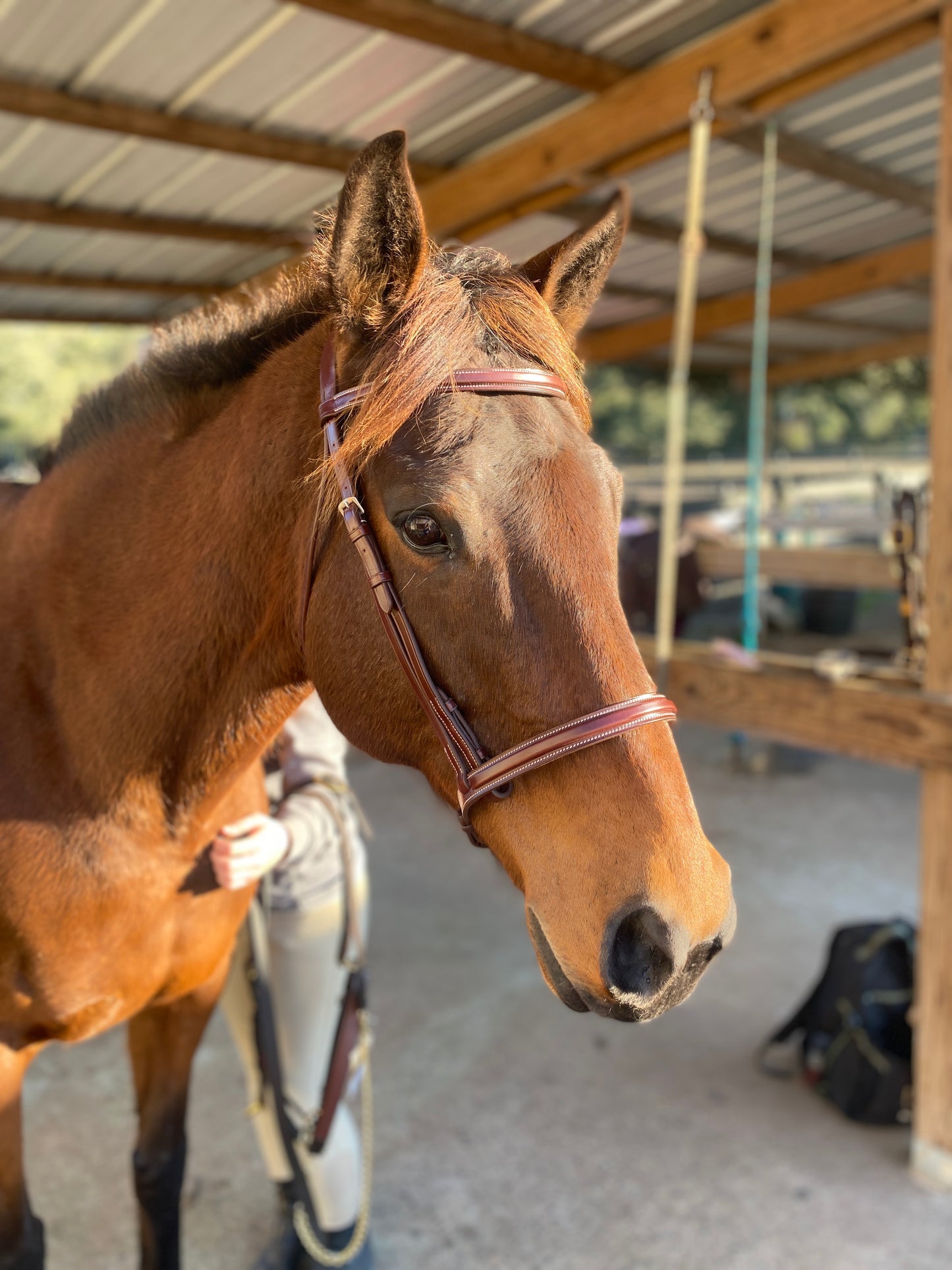 Italian Leather Snaffle Bridle