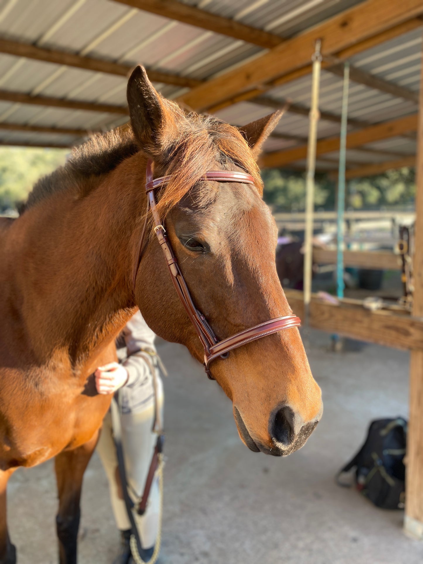 Italian Leather Snaffle Bridle