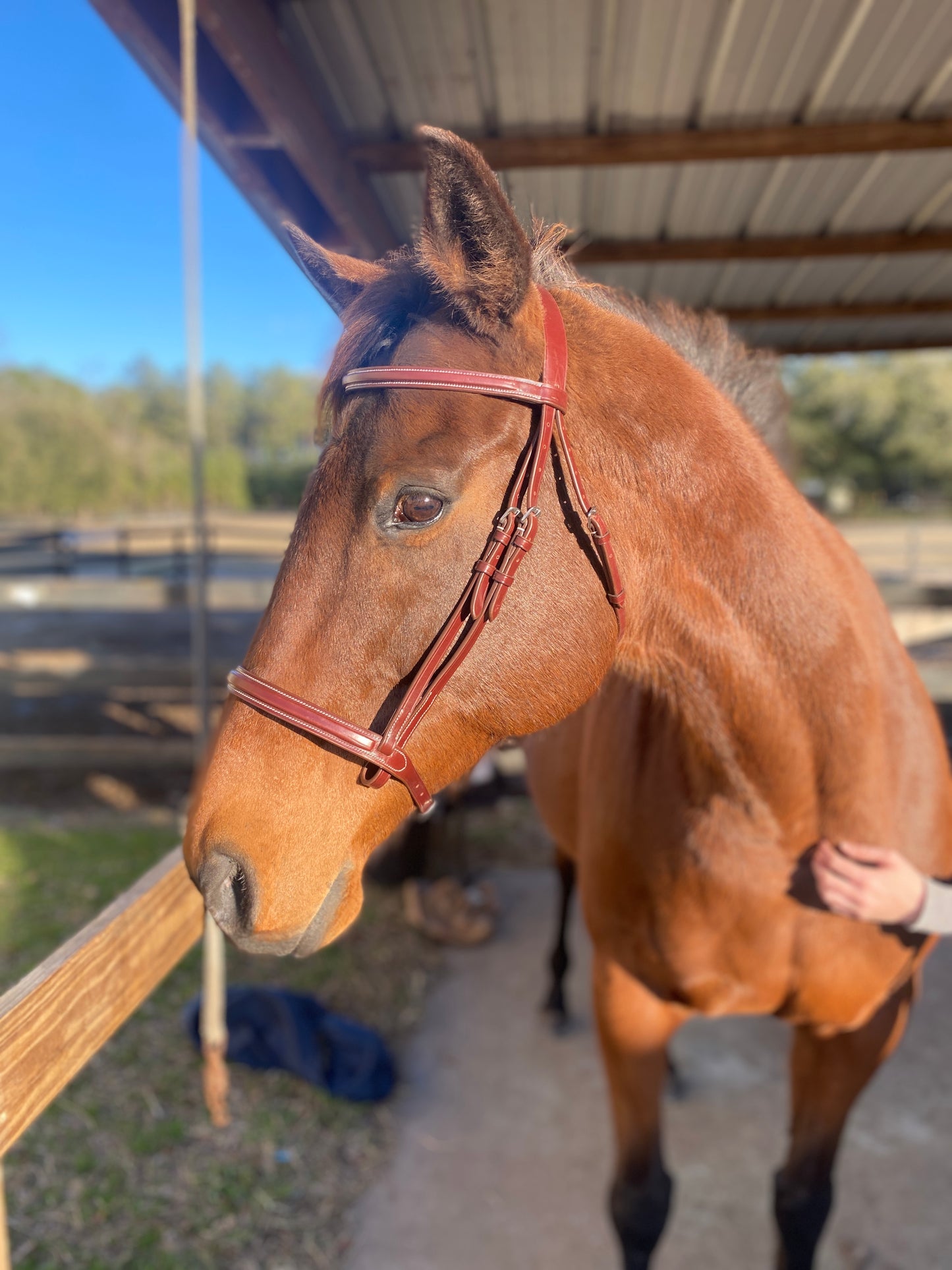 Italian Leather Snaffle Bridle