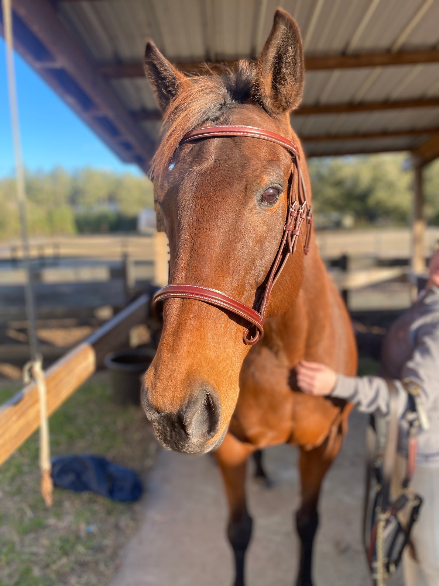 Italian Leather Snaffle Bridle