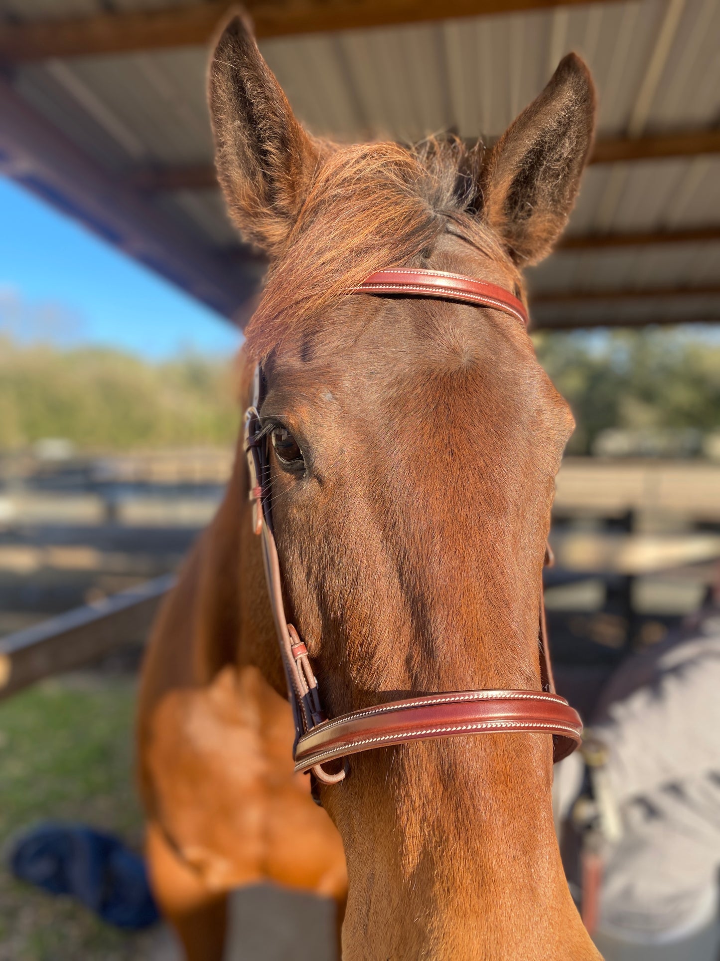 Italian Leather Snaffle Bridle