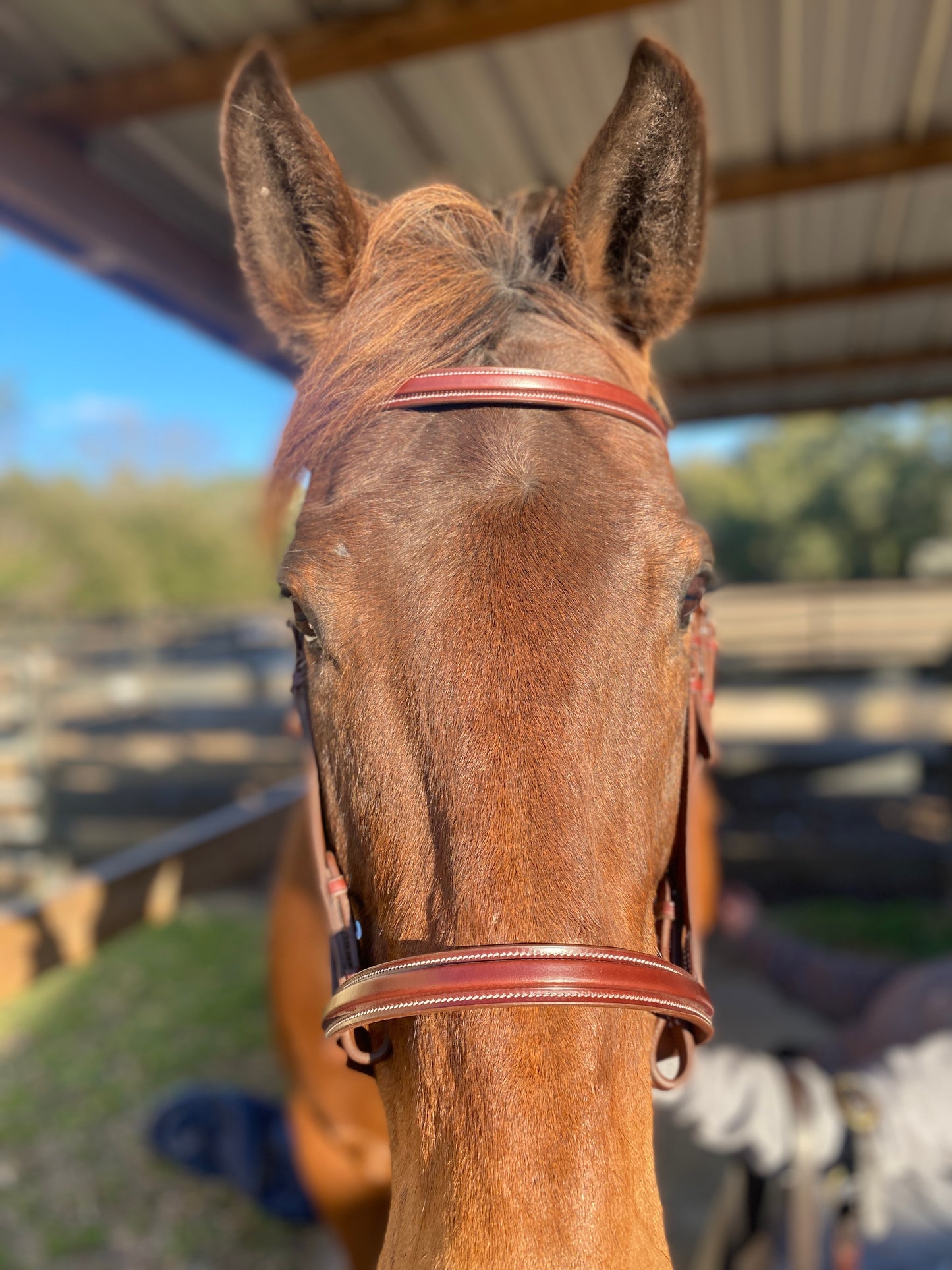 Italian Leather Snaffle Bridle