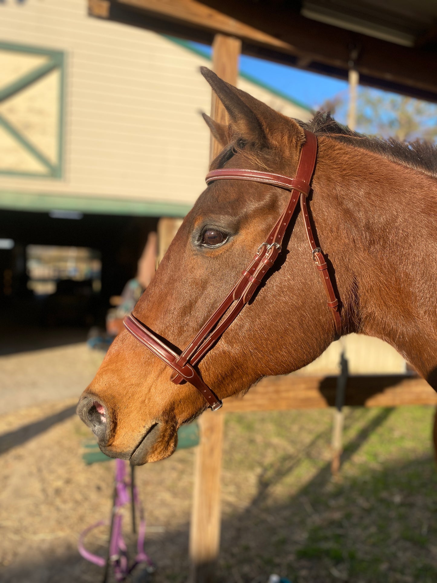 Italian Leather Snaffle Bridle