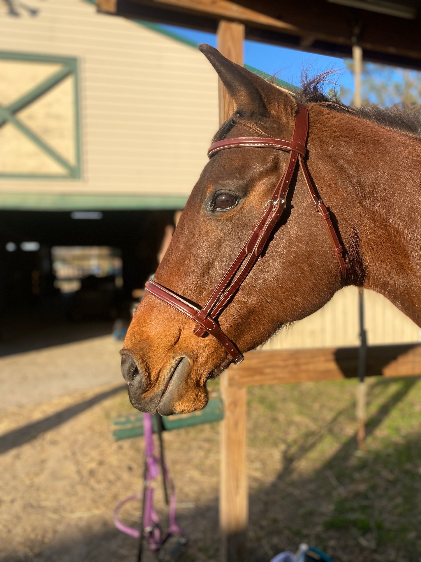 Italian Leather Snaffle Bridle