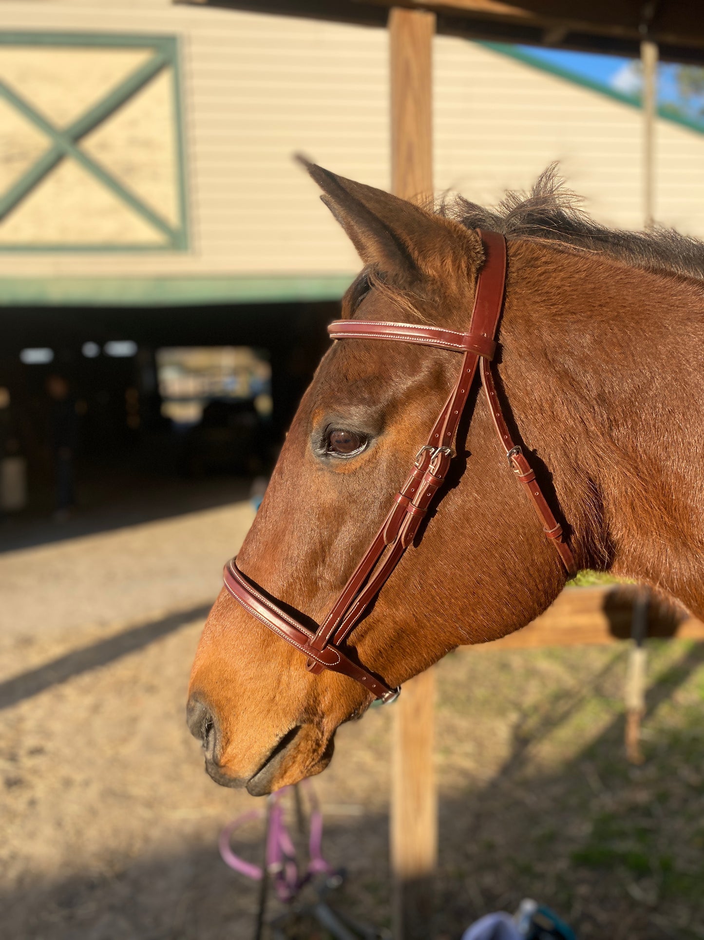 Italian Leather Snaffle Bridle