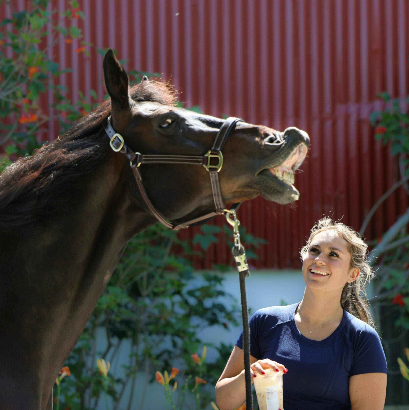Equitation Seamless Shirt - Navy
