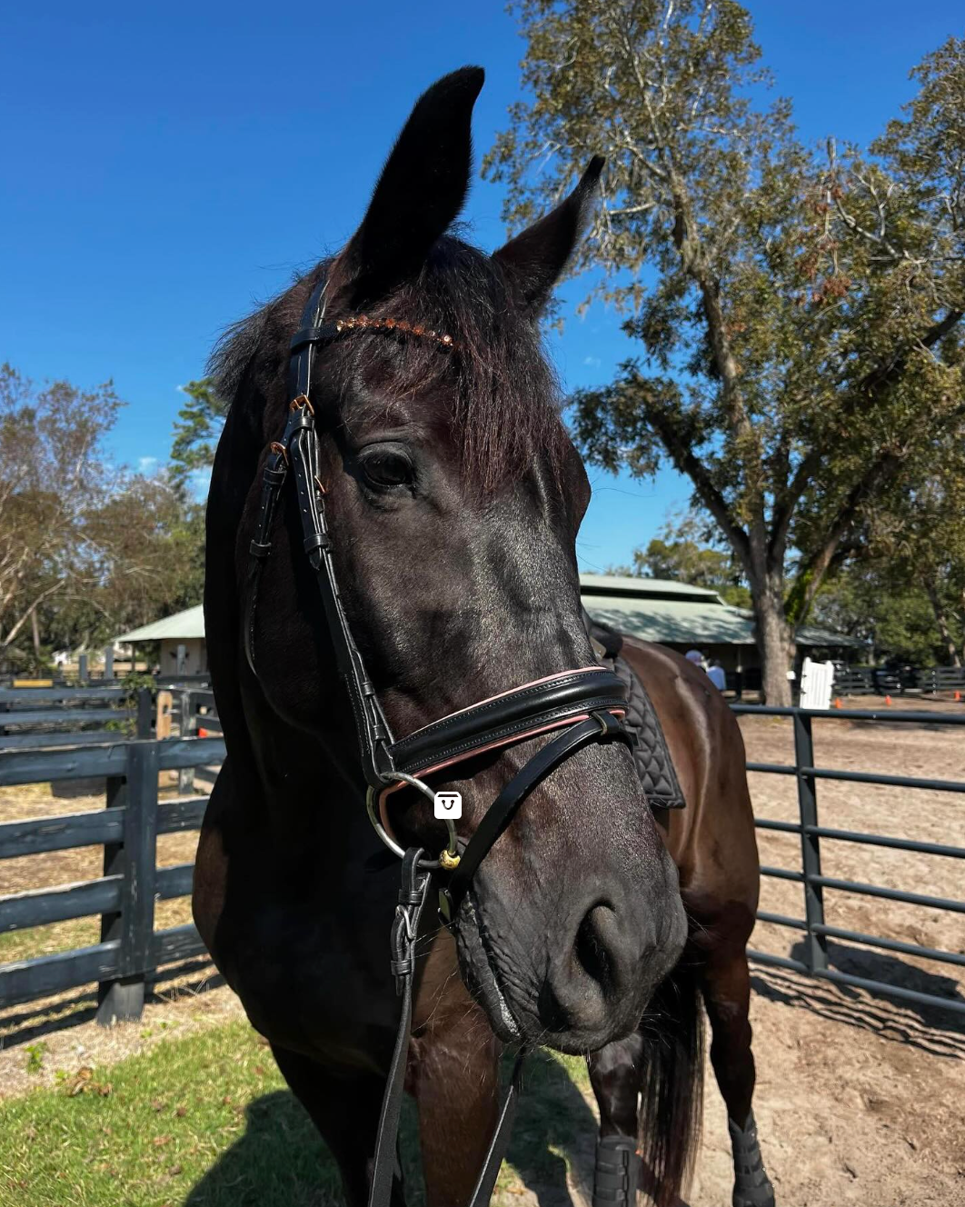 Rose Gold Dressage Bridle