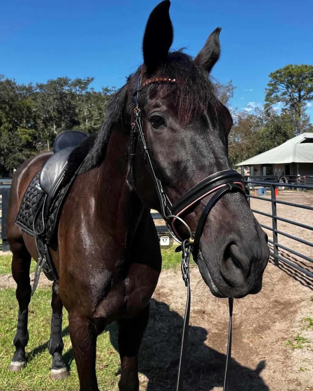 Rose Gold Dressage Bridle