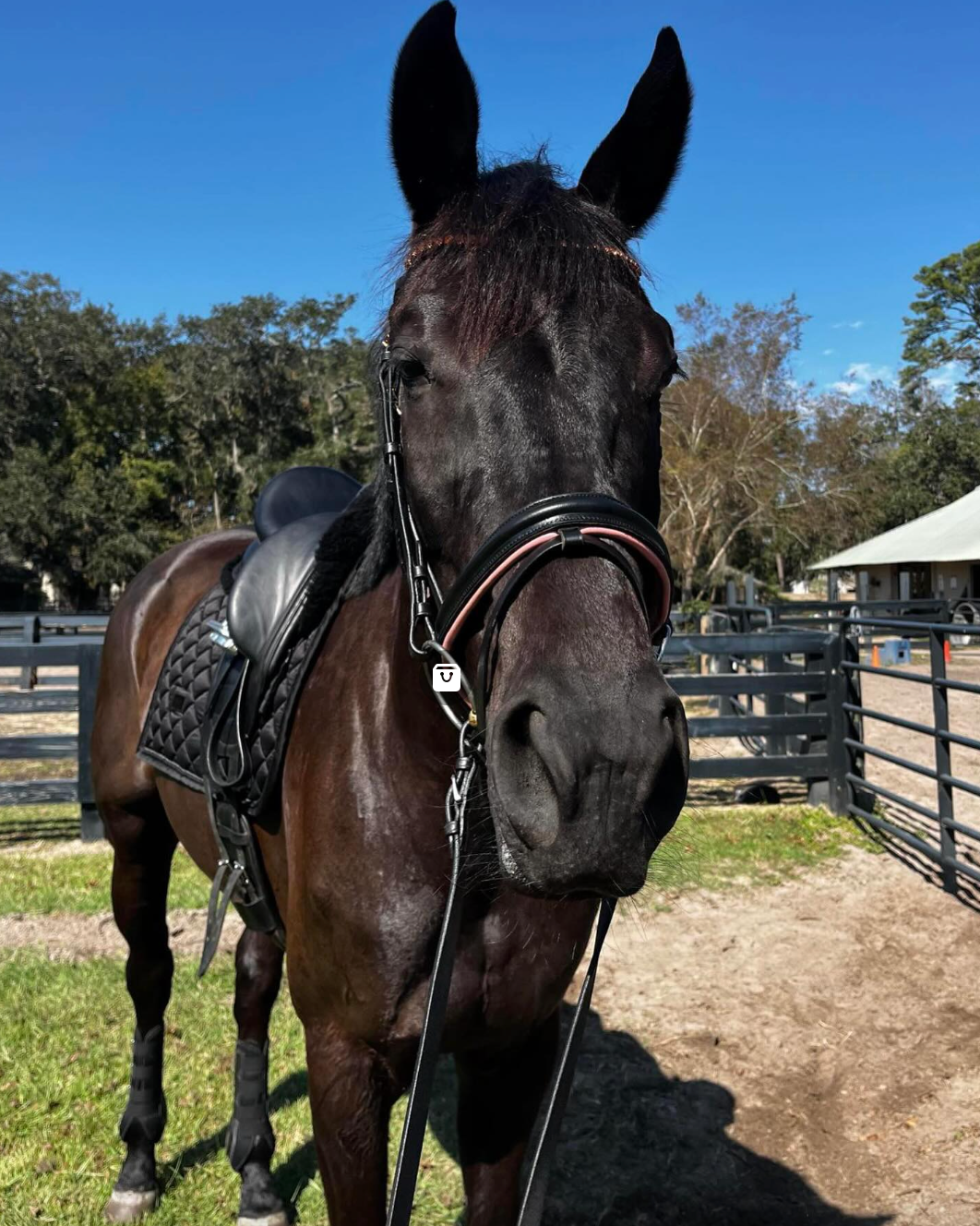 Rose Gold Dressage Bridle